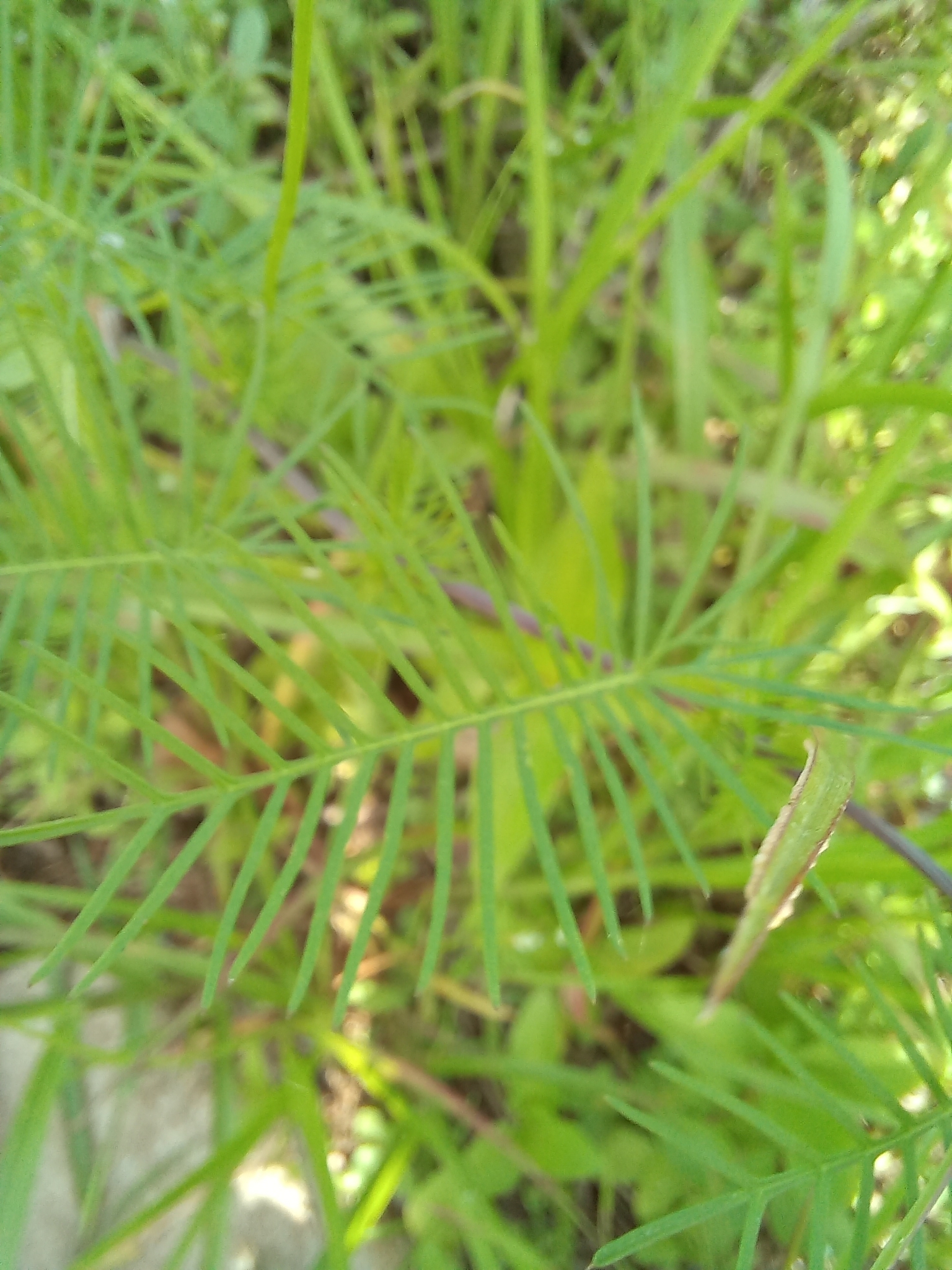 Ipomoea quamoclit