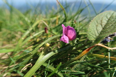 Vicia pyrenaica