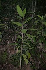 Ficus fistulosa