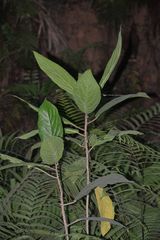 Ficus fistulosa