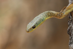 Psammophis