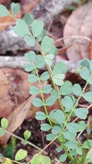 Astragalus obcordatus