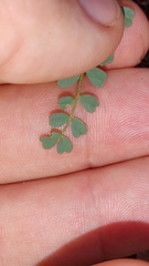 Astragalus obcordatus