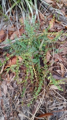 Astragalus obcordatus