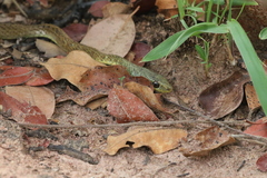 Psammophis