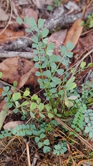 Astragalus obcordatus