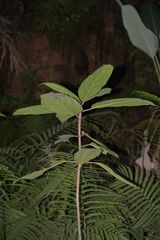 Ficus fistulosa