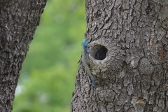 Acanthocercus gregorii