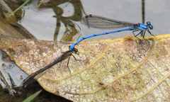 Argia medullaris
