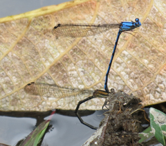 Argia medullaris