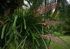 Portea petropolitana