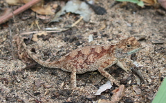 Agama armata