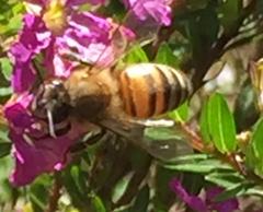 Apis mellifera