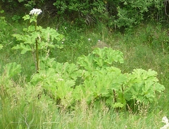 Heracleum sosnowskyi