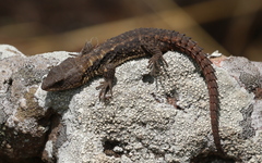 Tropical Girdled Lizard photo 5