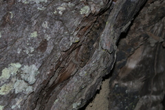 Elasmodactylus tuberculosus