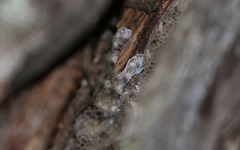 Elasmodactylus tuberculosus