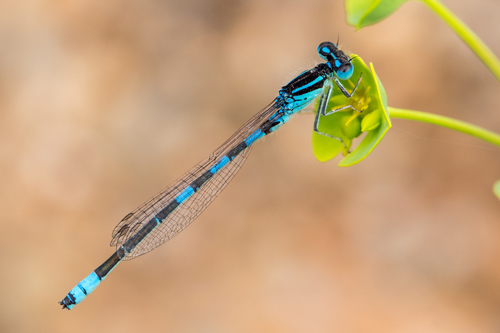 Dainty Damselfly, photo 3 of 10