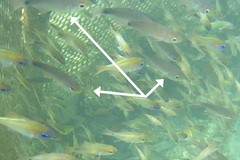 Taeniamia macroptera