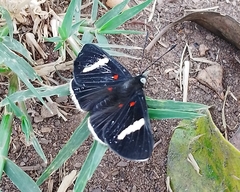 Melanis leucophlegma
