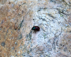 Spintherophyta violaceipennis