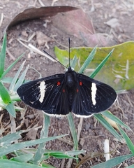 Melanis leucophlegma