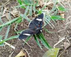 Melanis leucophlegma