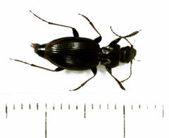 Loxomerus brevis