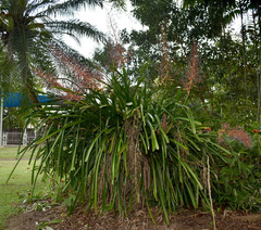 Portea petropolitana