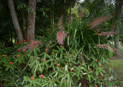 Portea petropolitana