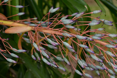 Portea petropolitana