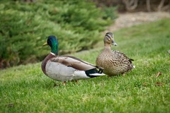 Anas platyrhynchos