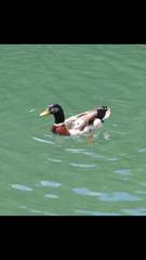Anas platyrhynchos