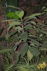 Ficus fistulosa