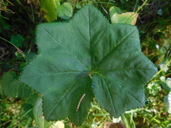 Alchemilla impexa
