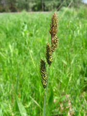 Carex hartmanii