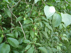 Prunus cerasifera