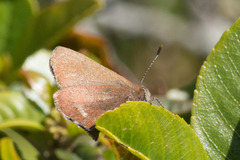 Callophrys augustinus iroides