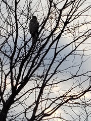 Accipiter cooperii