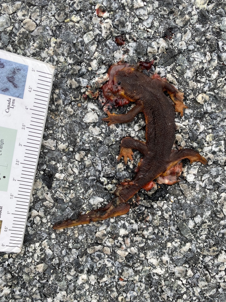 Pacific Newts from Santa Clara County, CA, USA on December 8, 2021 at ...