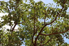 Sclerocarya birrea