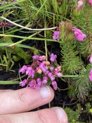 Cape Heath (Erica cubica)