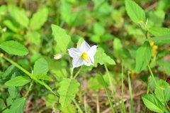 Solanum juvenale