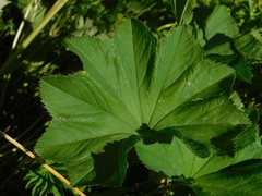 Alchemilla lineata