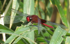 Erythrodiplax ines