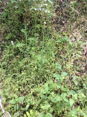 Turritis glabra