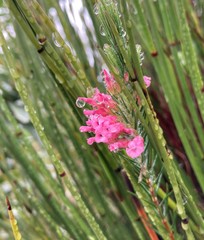 Georgia Heath (Erica georgica)