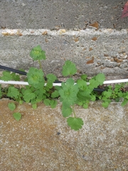 Lamium amplexicaule