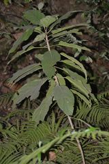 Ficus fistulosa