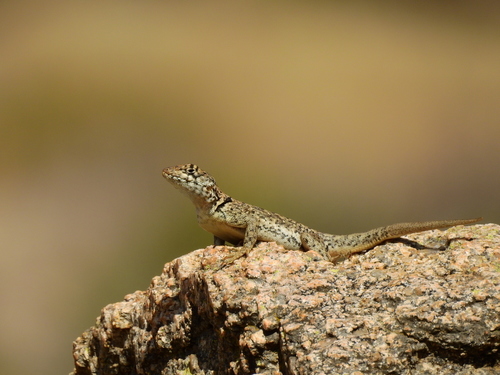 Etheridge's Lava Lizard